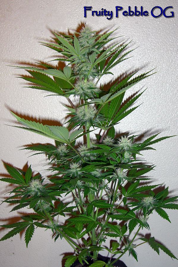 Fruity Pebble OG