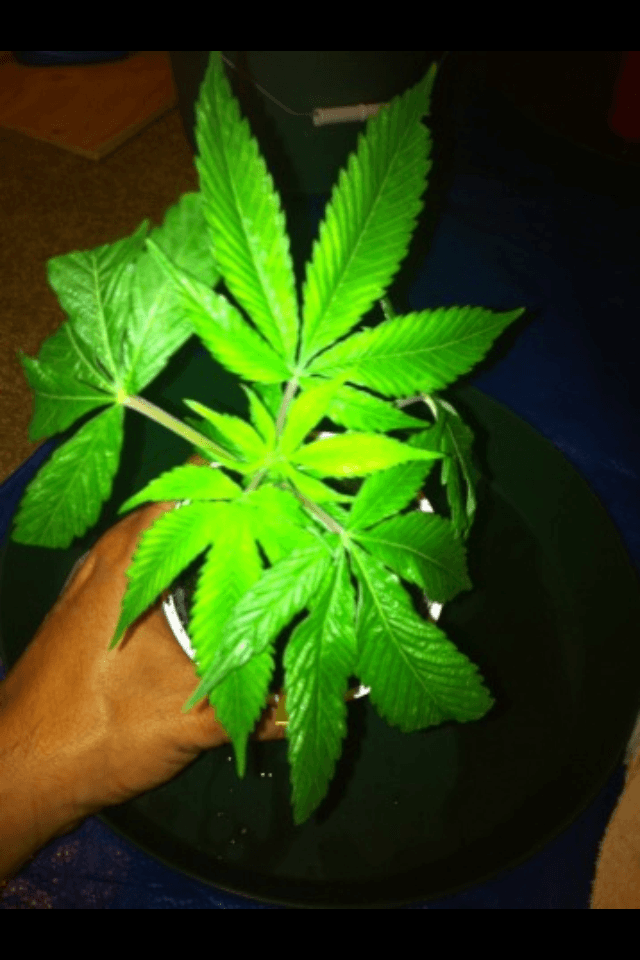 Fruity pebble og  lemon alien dawg 4