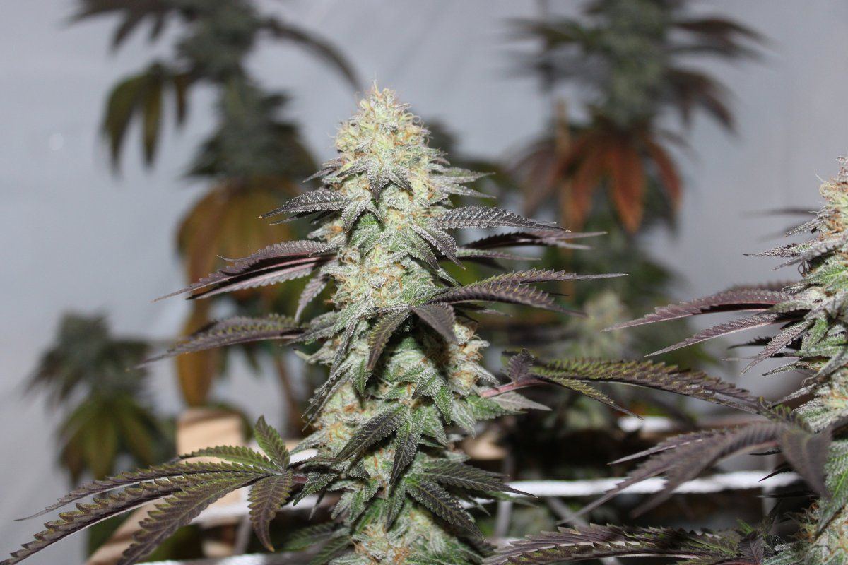 fruityog8-jpg.1317075
