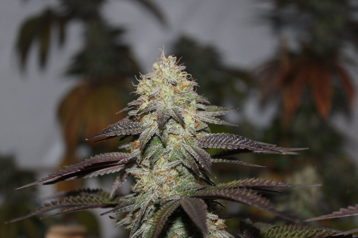 fruityog8b-jpg.1317076