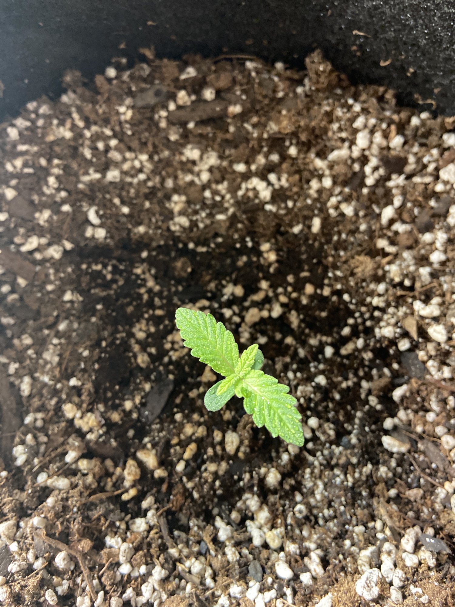 Frustrating second grow starting way slow 2