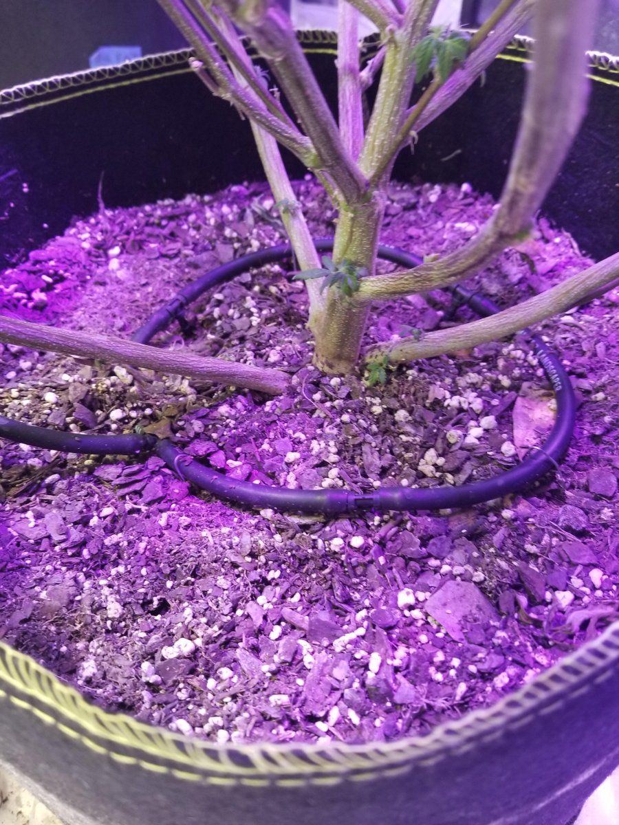 FS early LST