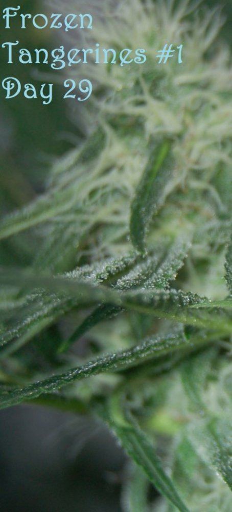 Ft1day29b