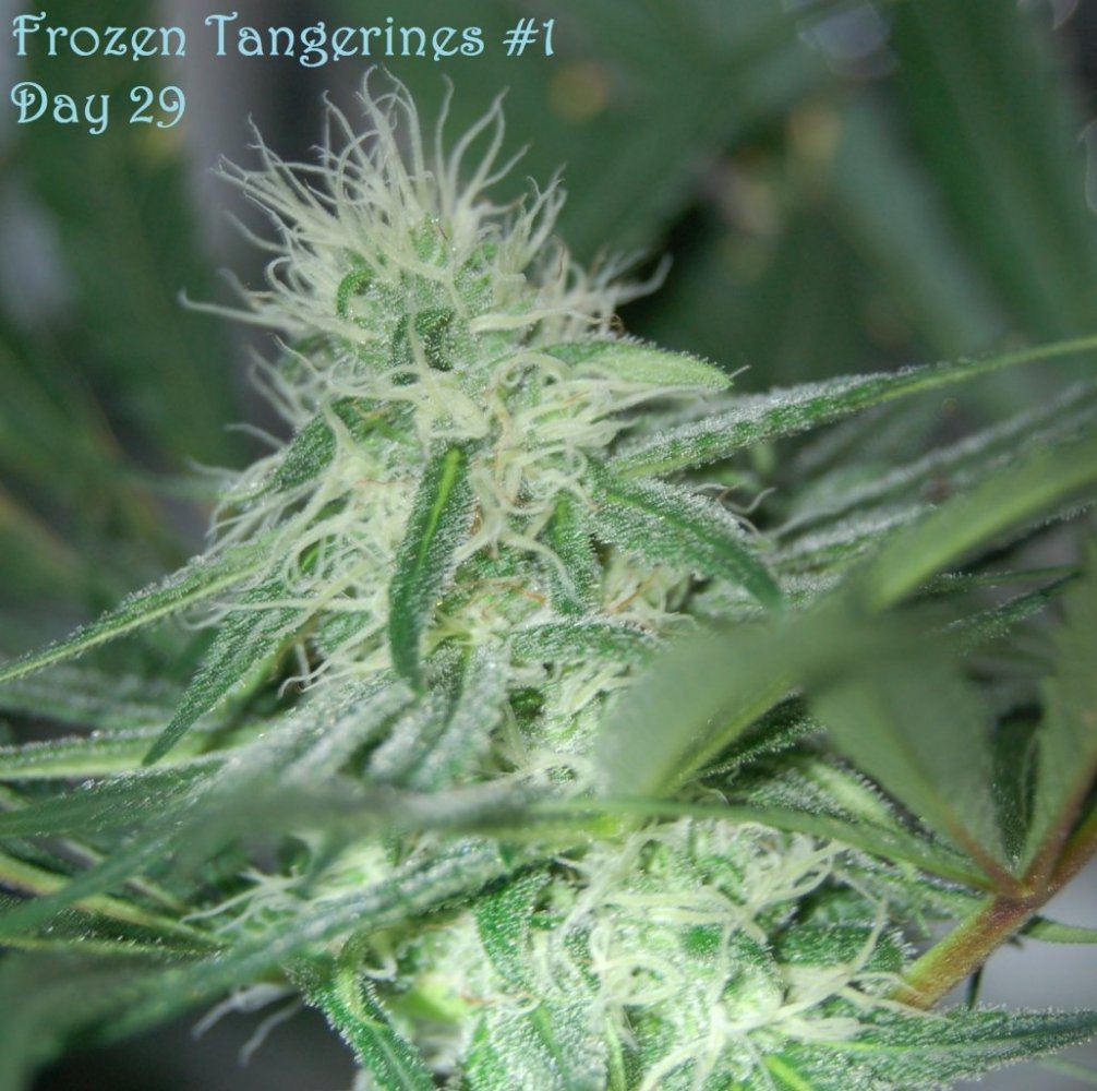 Ft1day29c