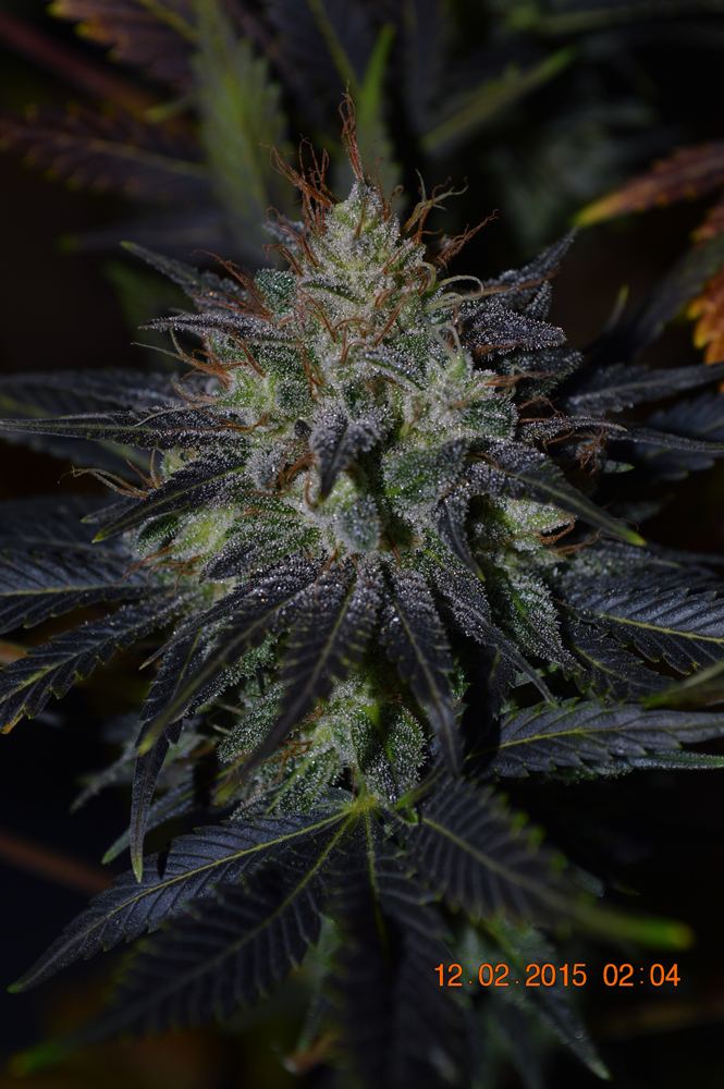 Fuckmepurple