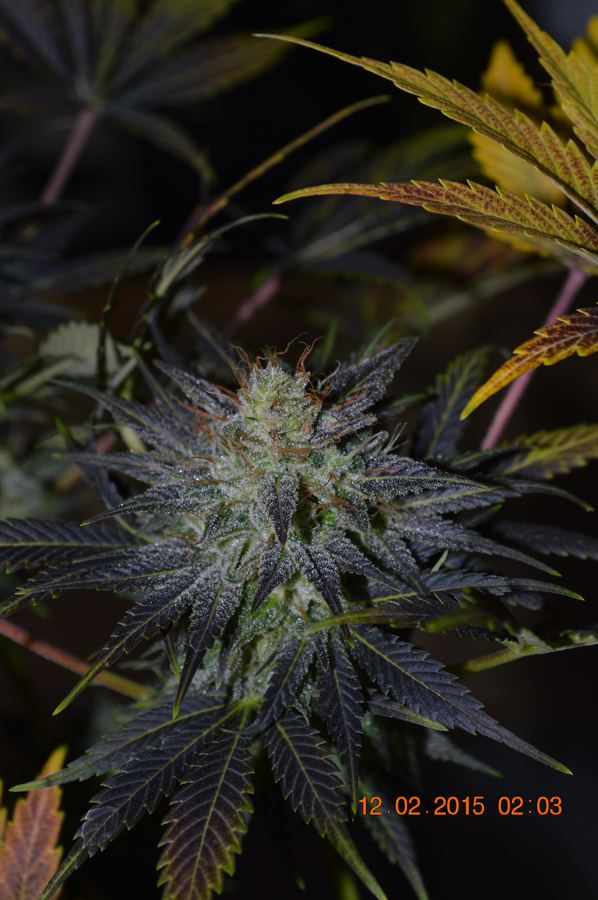 Fuckmetwicepurp