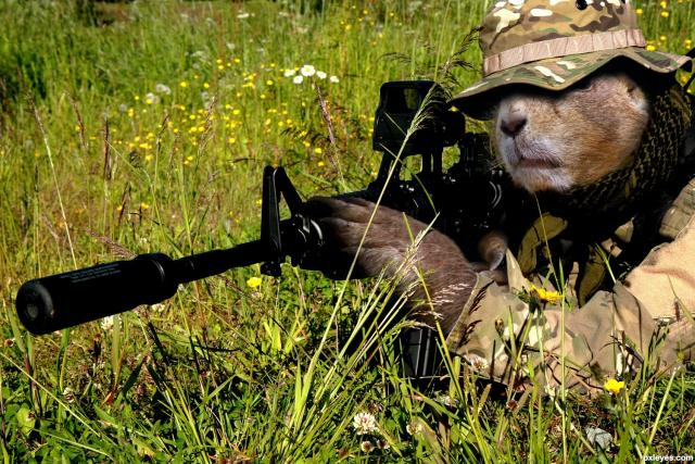 Full 40155 376576 beaver soldier 4fa70831ac9d5 hires