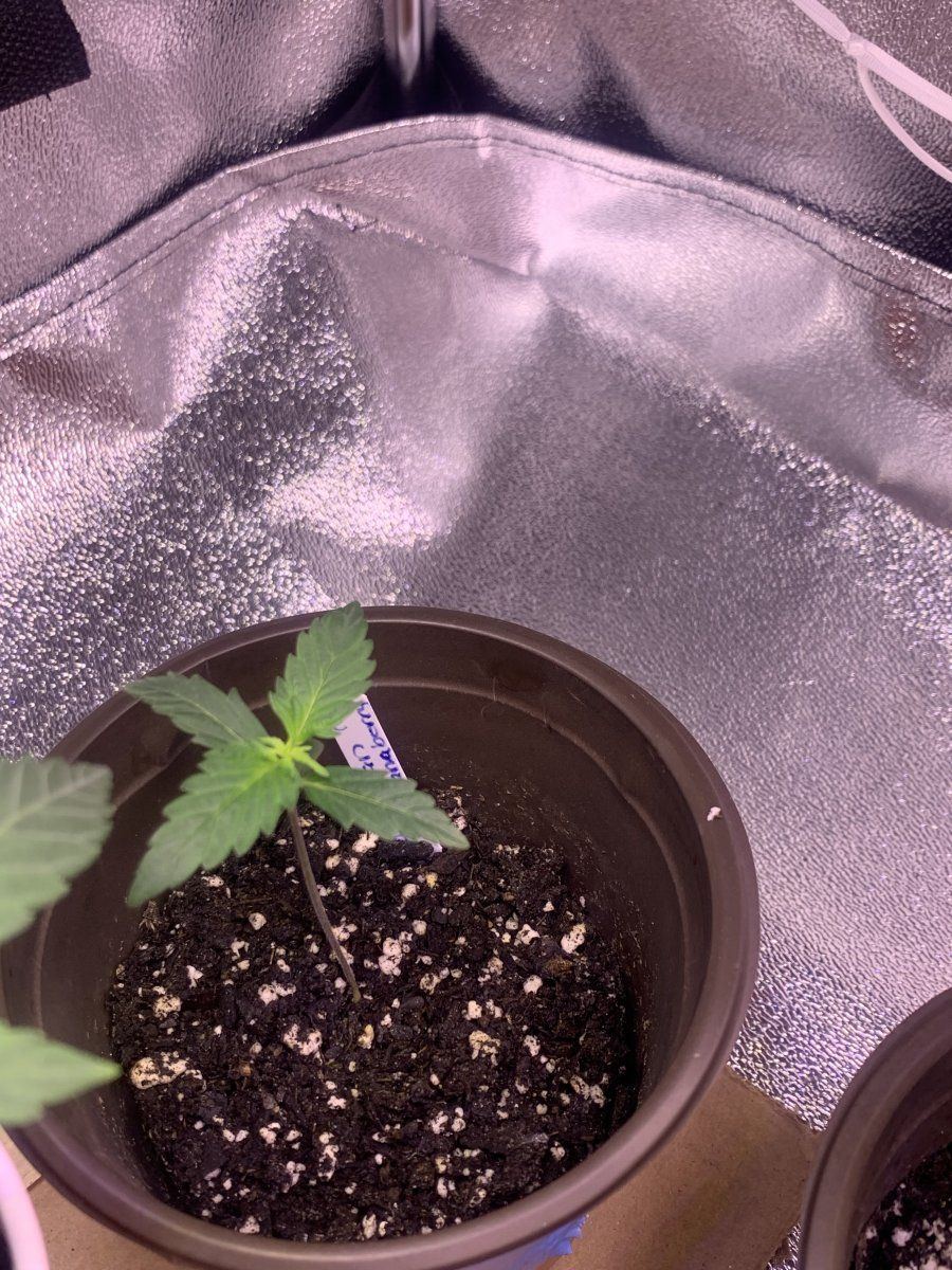 Full description of plants so far help me 11