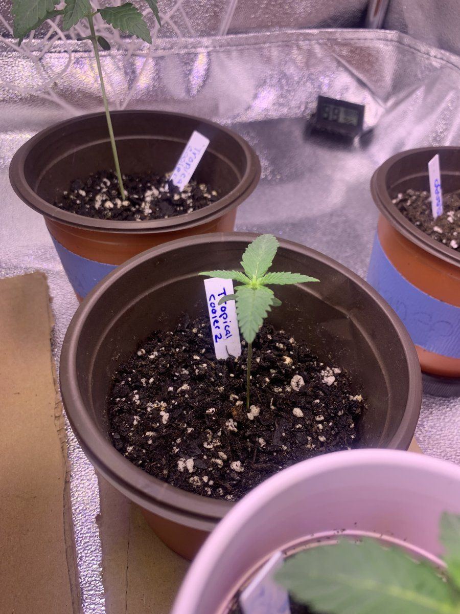 Full description of plants so far help me 12