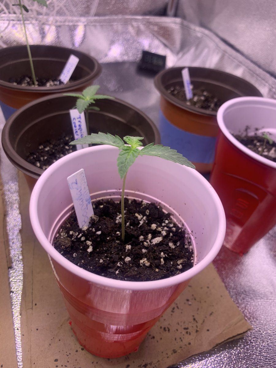 Full description of plants so far help me 13