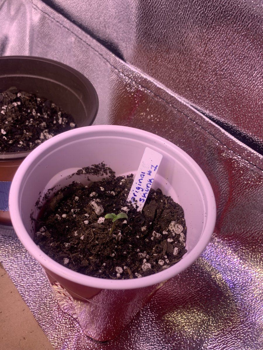 Full description of plants so far help me 14
