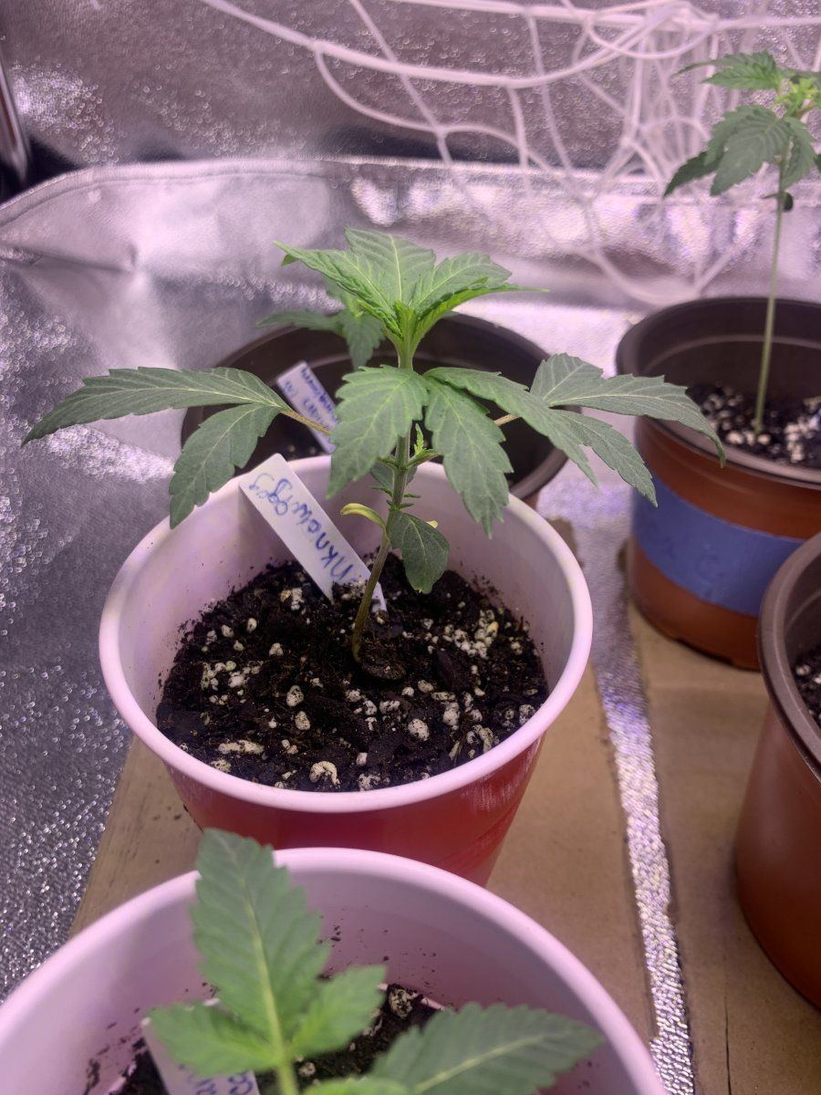 Full description of plants so far help me 16