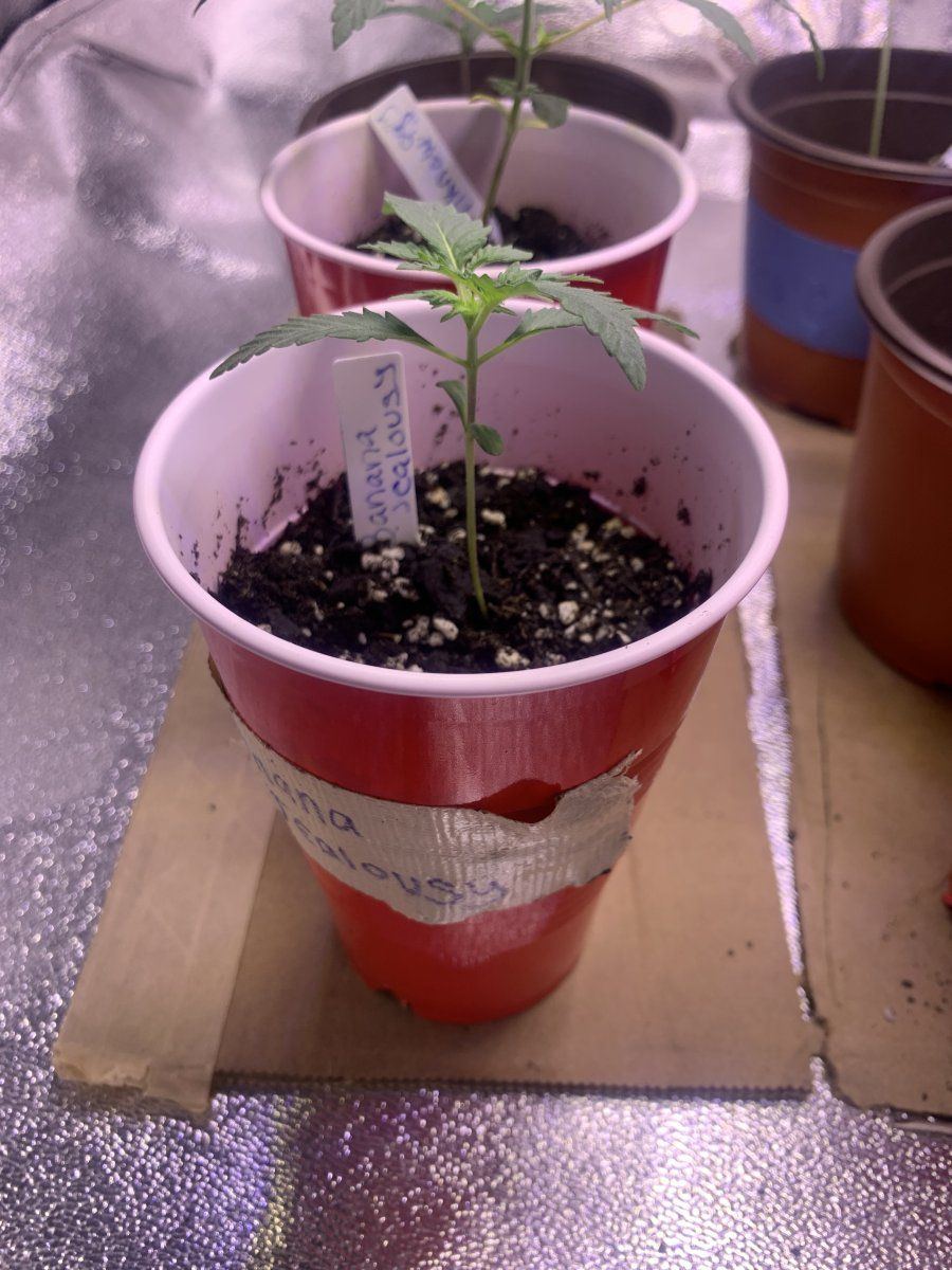 Full description of plants so far help me 9