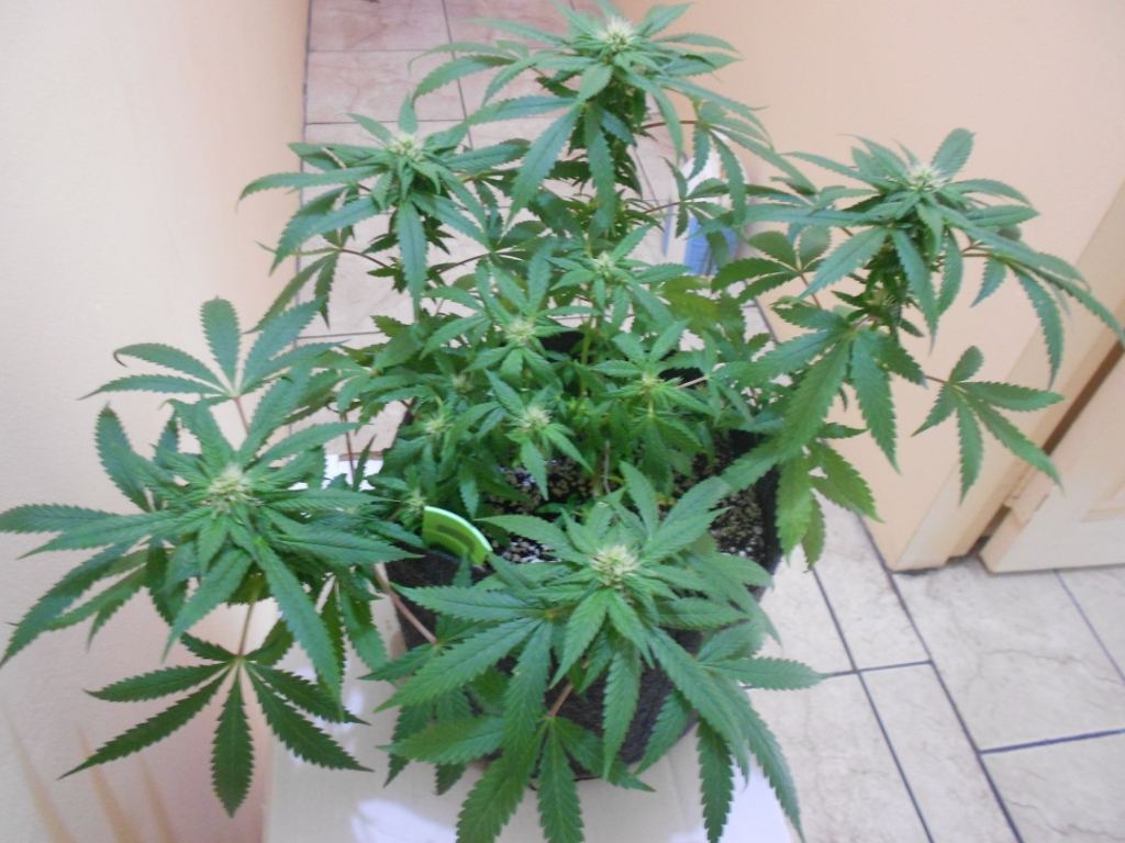 Full Lemon P1   23 days