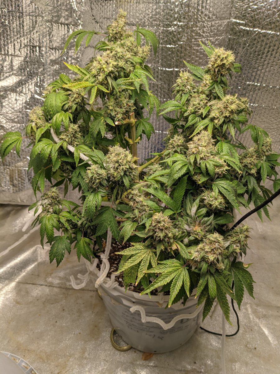 Full plant