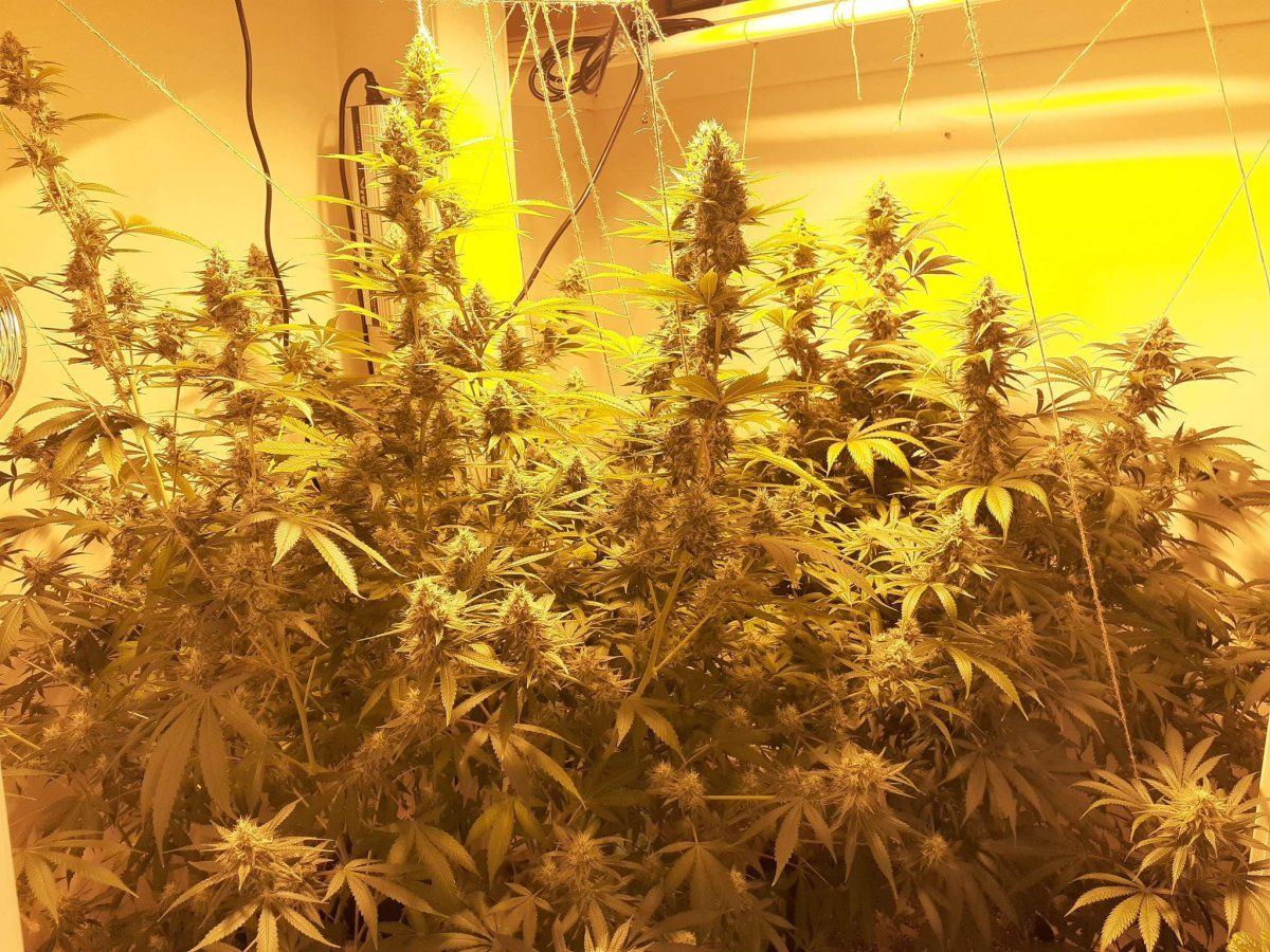 Full room hps shot