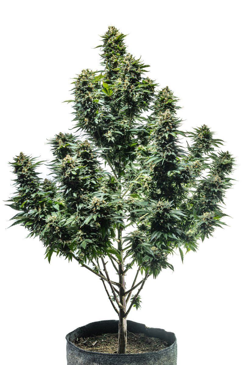 FullGelato1