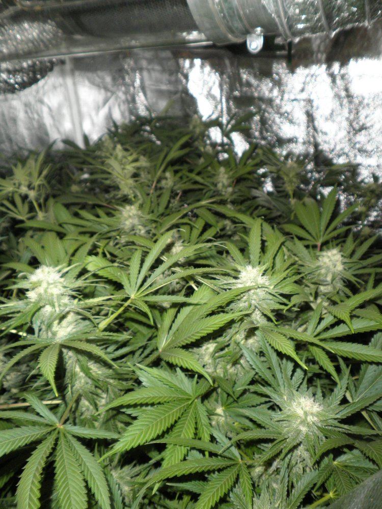 Fulltent