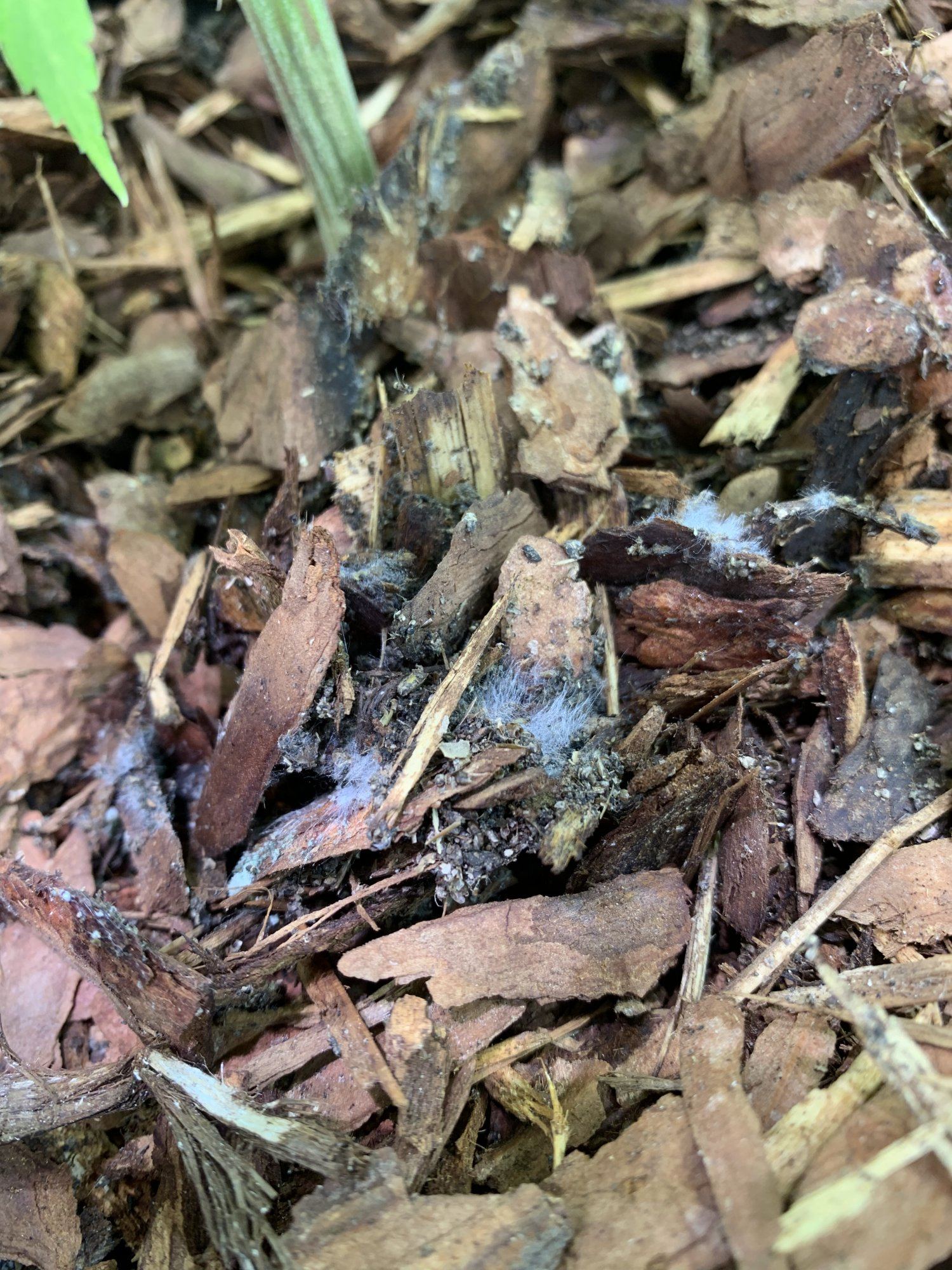 Fungi or mold in bark mulch harmful 2