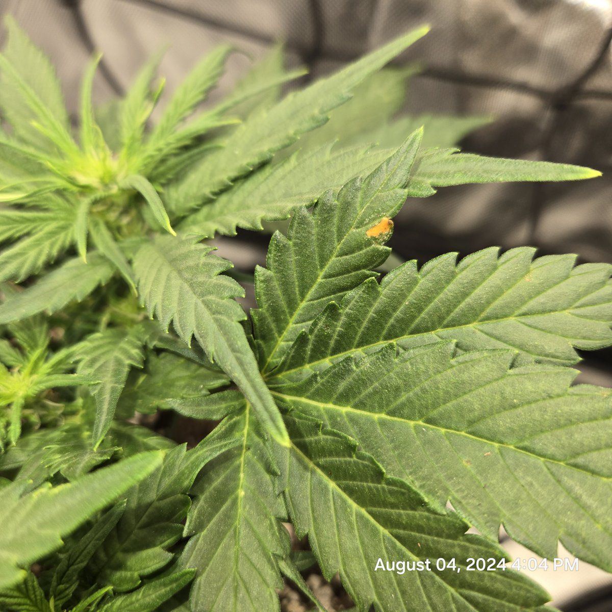 Fungus disease first auto grow having problems 3