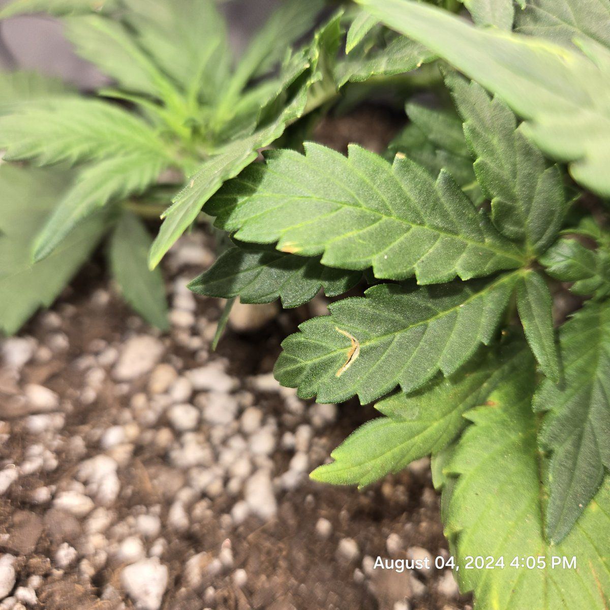 Fungus disease first auto grow having problems 4