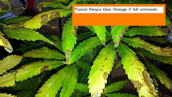 Fungus gnat damage