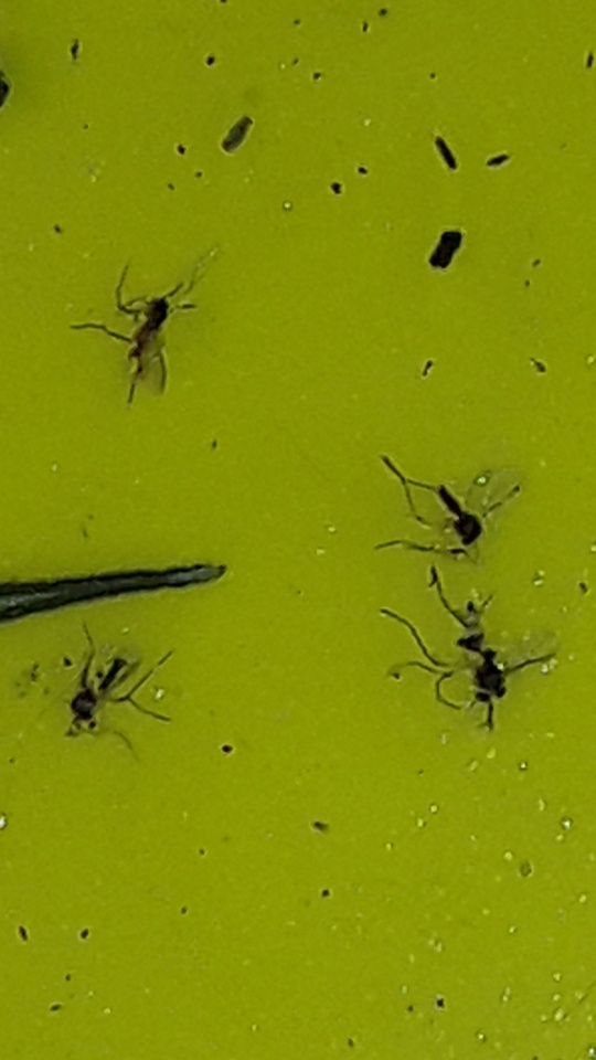 Fungus gnats or root aphids poll 2