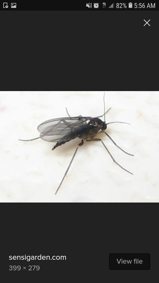Fungus gnats or root aphids poll 3