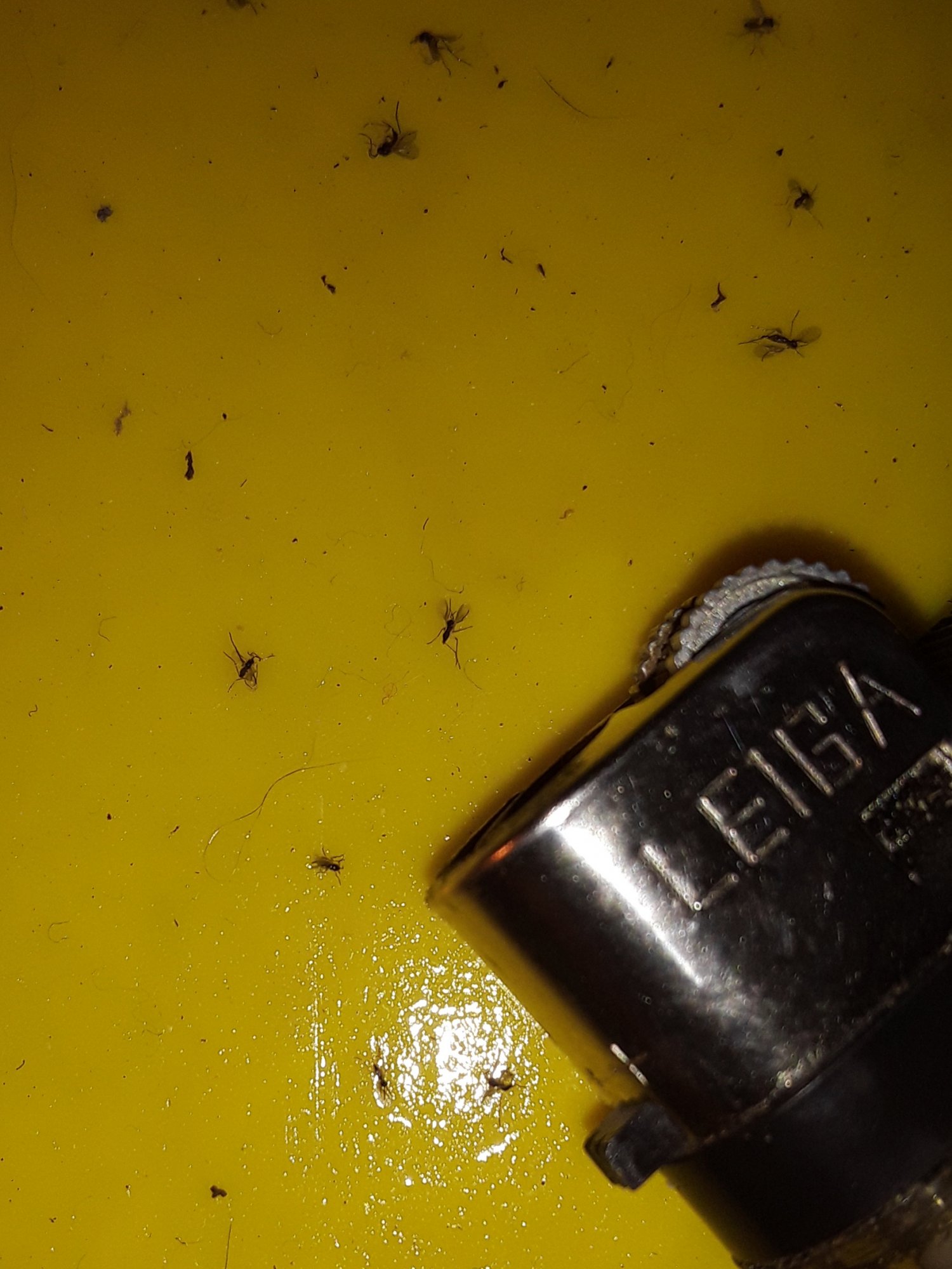 Fungus gnats or root aphids poll 4