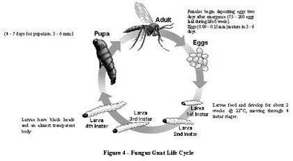 Fungus life cycle