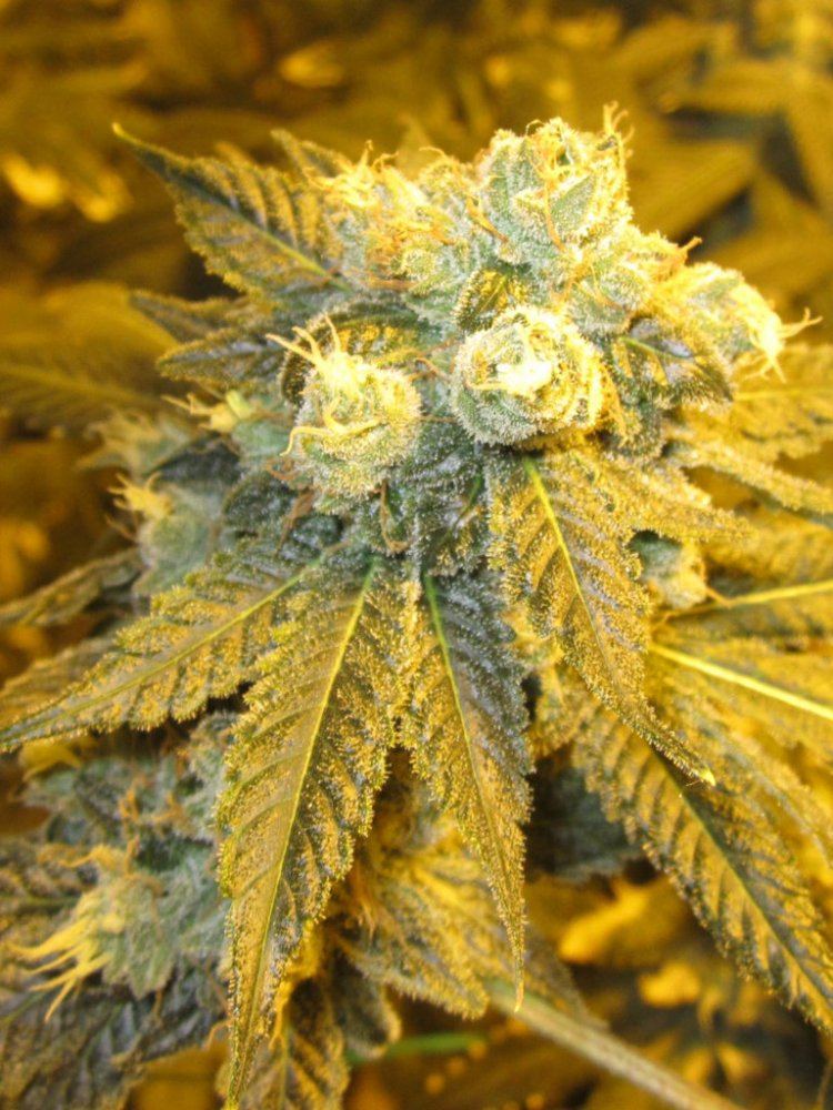 Funkberry 126