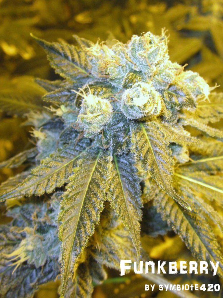 Funkberry 126