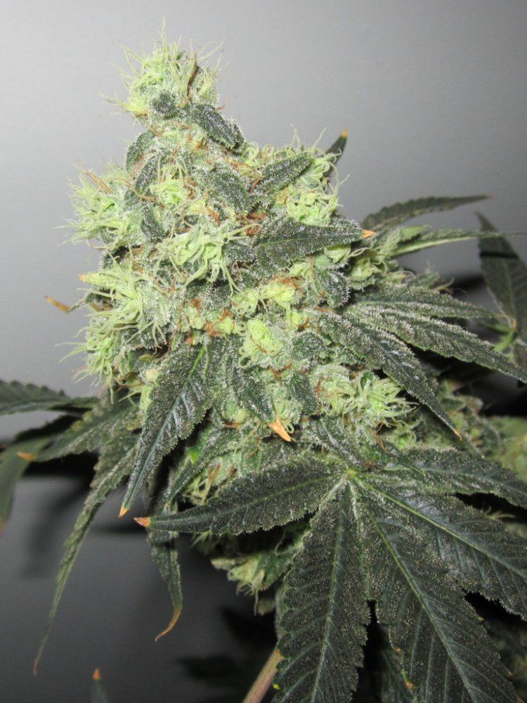 Funkberry 127