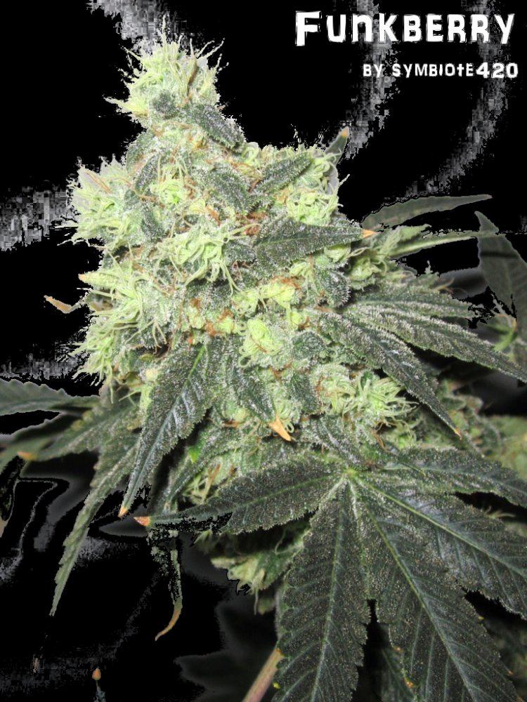 Funkberry 127