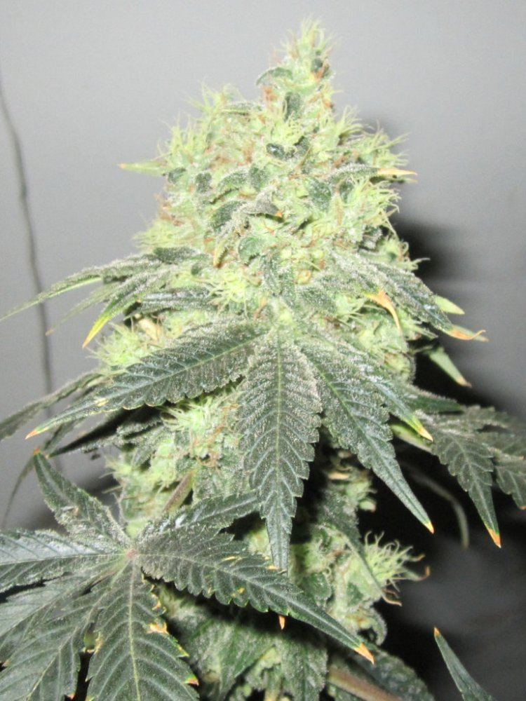 Funkberry 131