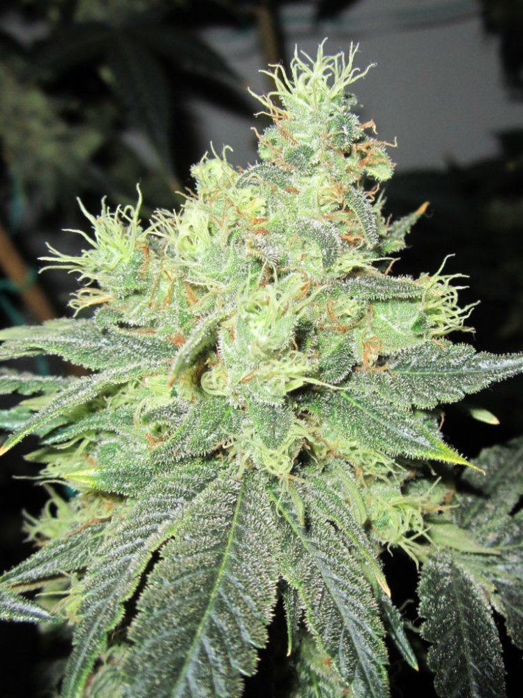 Funkberry 133