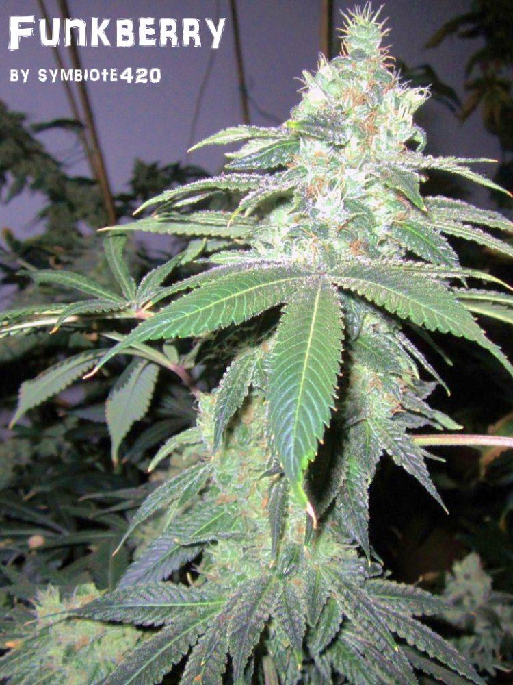 Funkberry 138