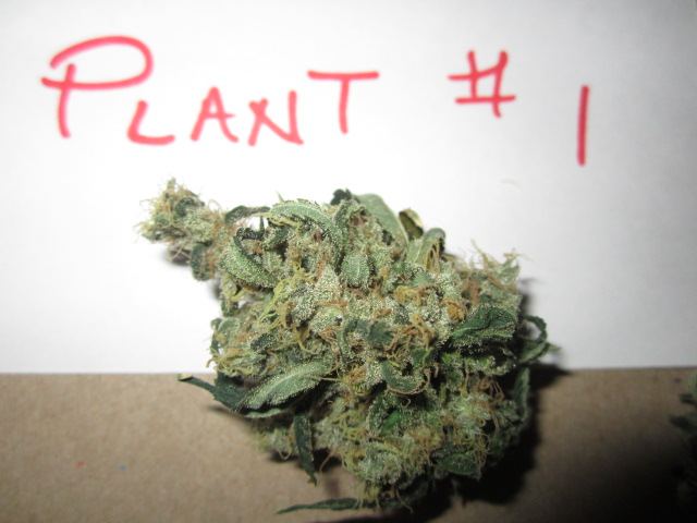 Funkberry 142