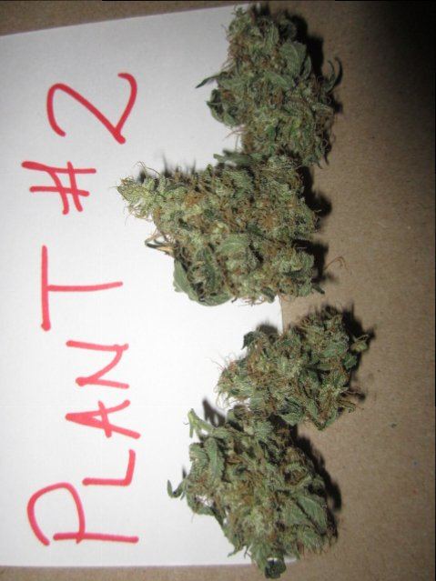 Funkberry 143