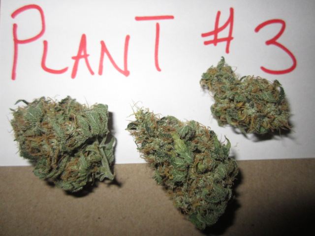 Funkberry 144