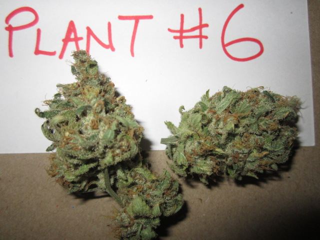 Funkberry 145