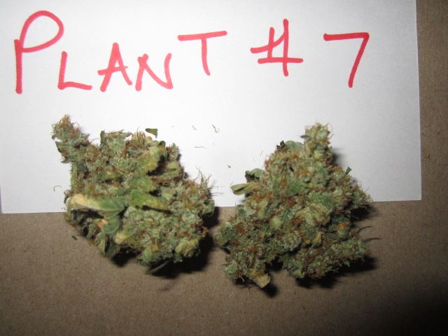Funkberry 146