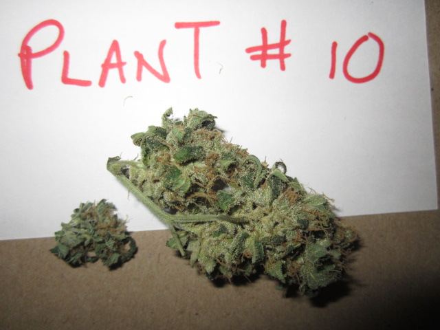 Funkberry 147