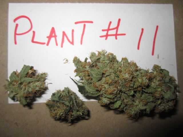 Funkberry 148