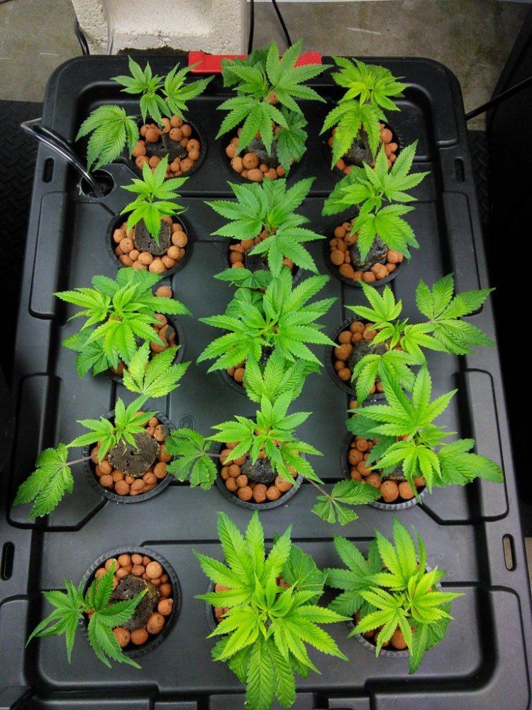 Funky junk in my leaves 3