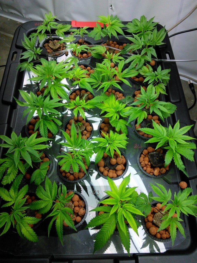 Funky junk in my leaves 4