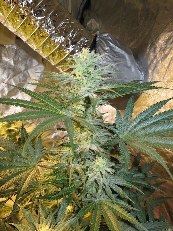 FUNKYBOSS sf