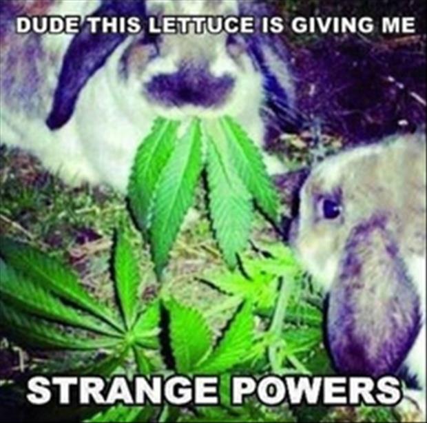 Funny animal captions 014 030