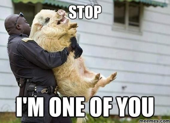 Funny Animal Memes 2