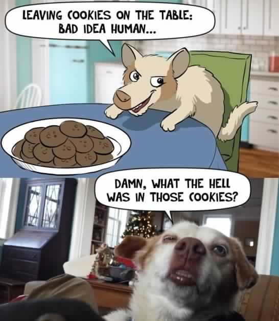 Funny Bad Idea MEMES